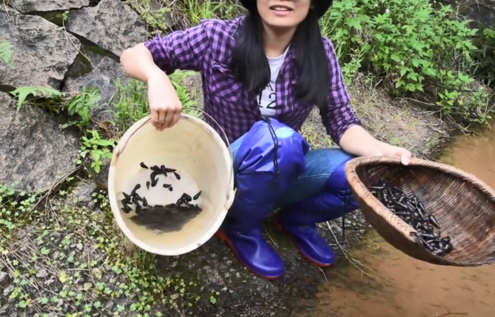 山溪石头上爬满山坑螺,密密麻麻的没人捡,妹子捡来爆炒肉质爽脆