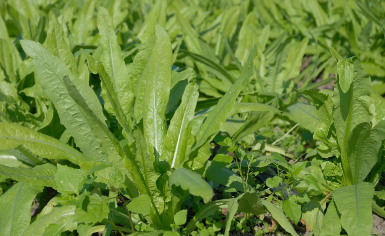 油塔菜图片