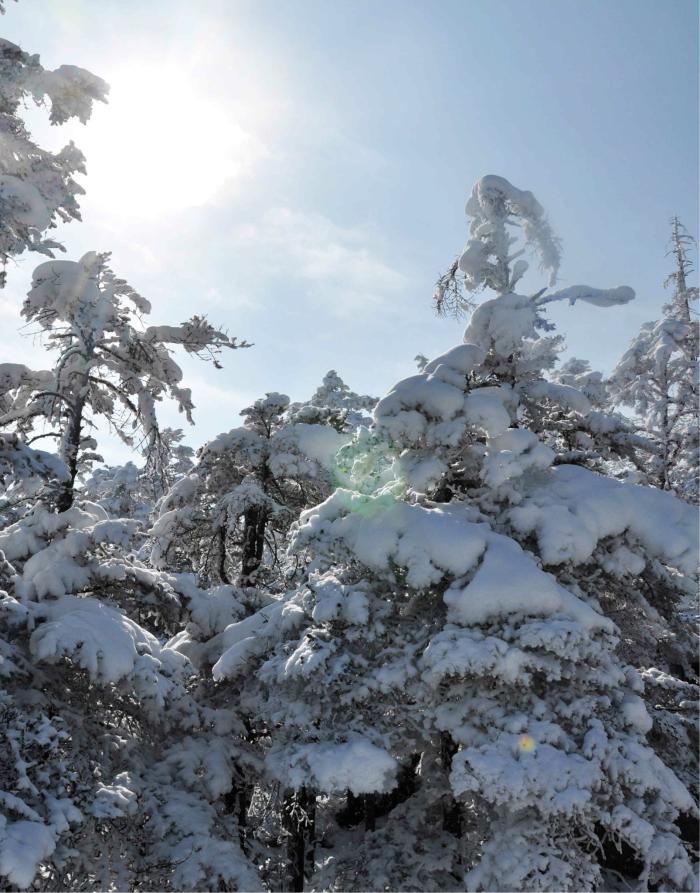 西岭雪山近景图片