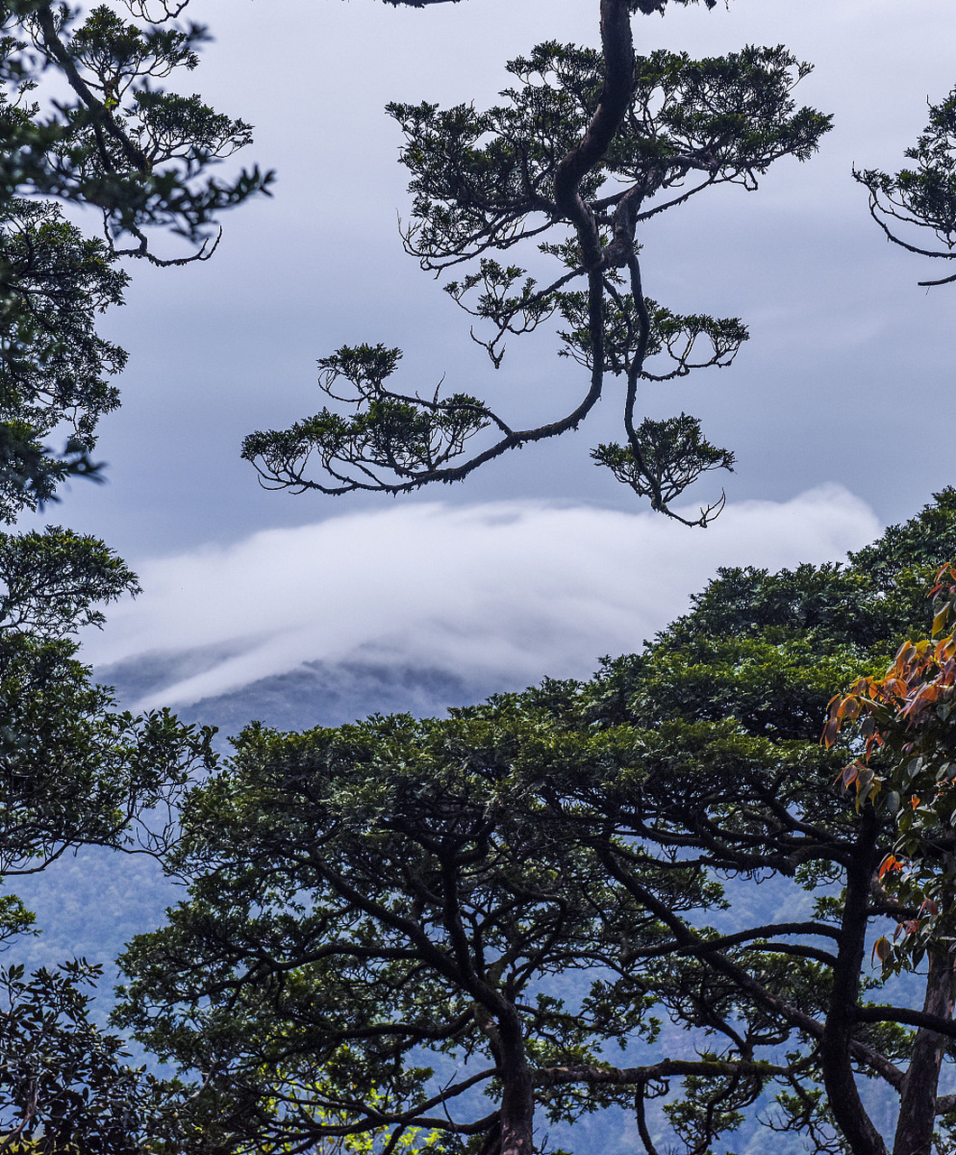 南山经的堂庭山与即翼山,杻阳山 再往东三百里,有座山名为堂庭山,山