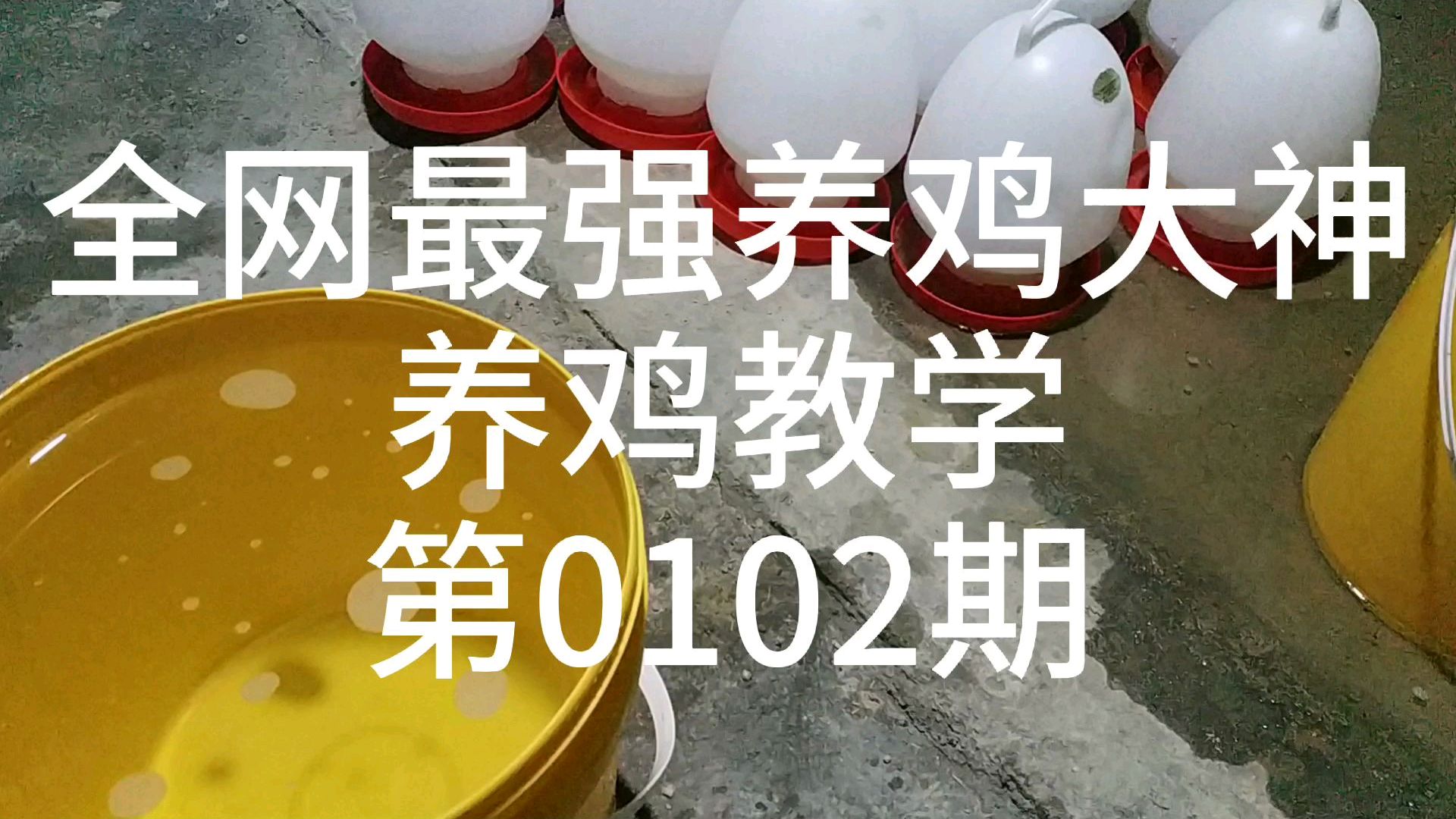 小鸡开口药该怎么喂,为什么你的老是拉稀弱雏啊,方法不对吧