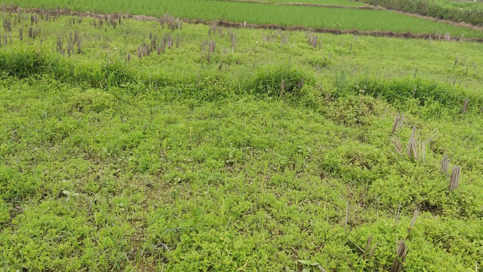 鹅不食草生于田野,生长迅速,可以入药有药用功功