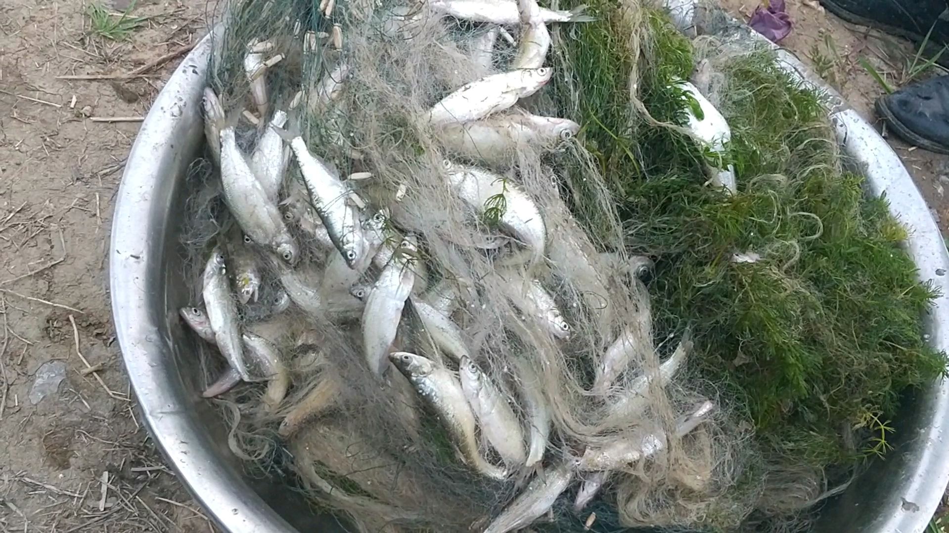 别人粘鱼收获颇丰,自己抓鱼毛都没有一根