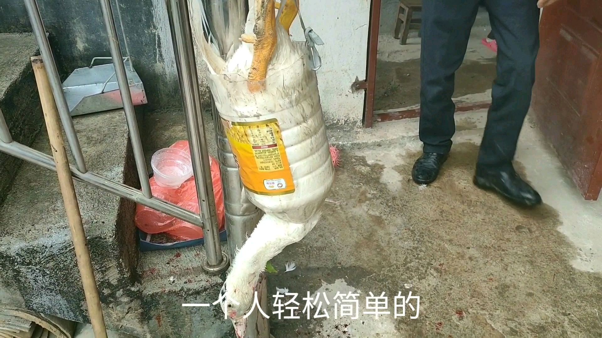杀鸭用这2个方法,简单方便拔脱毛,血不会乱飞