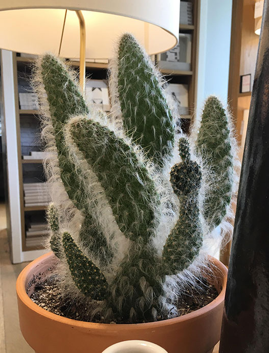 [巧合的图片]仙人掌看起来像是竖起中指