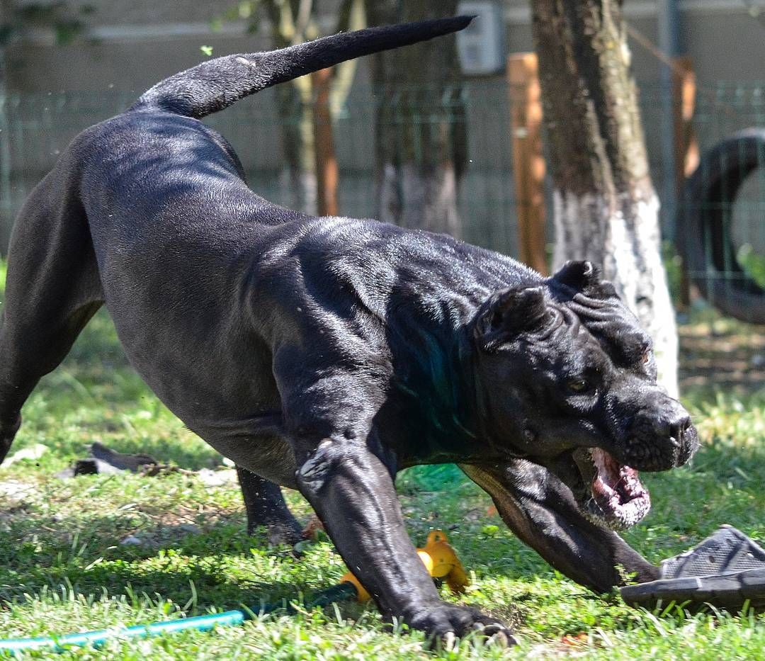 被称为杀戮机器的猛犬,政府规定必须铁笼圈养,可与野兽平分秋色
