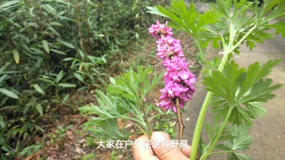 喜欢做艾糍粑吃,艾草益母草傻傻分不清,看农村大哥怎么轻松区分