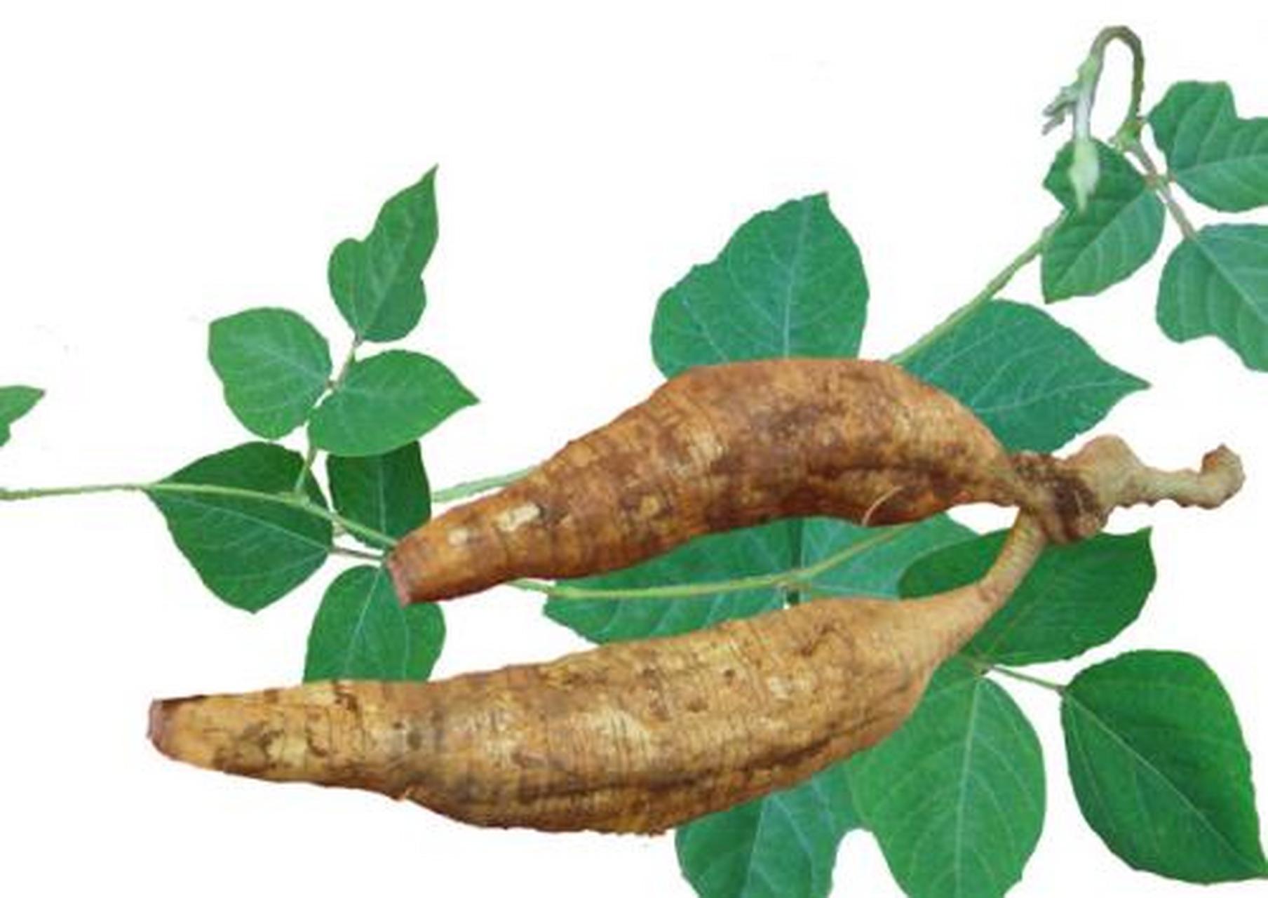 科普知识竞赛#葛根为豆科植物野葛的干燥根,习称野葛.