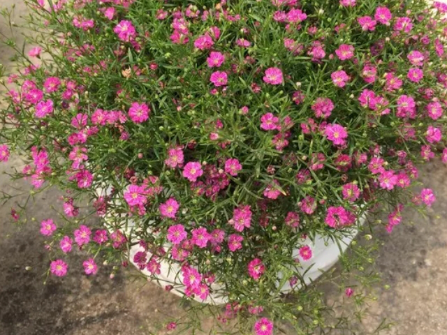 丝石竹花朵细小而繁盛,是良好的陪衬植物,现世界各地广为栽培