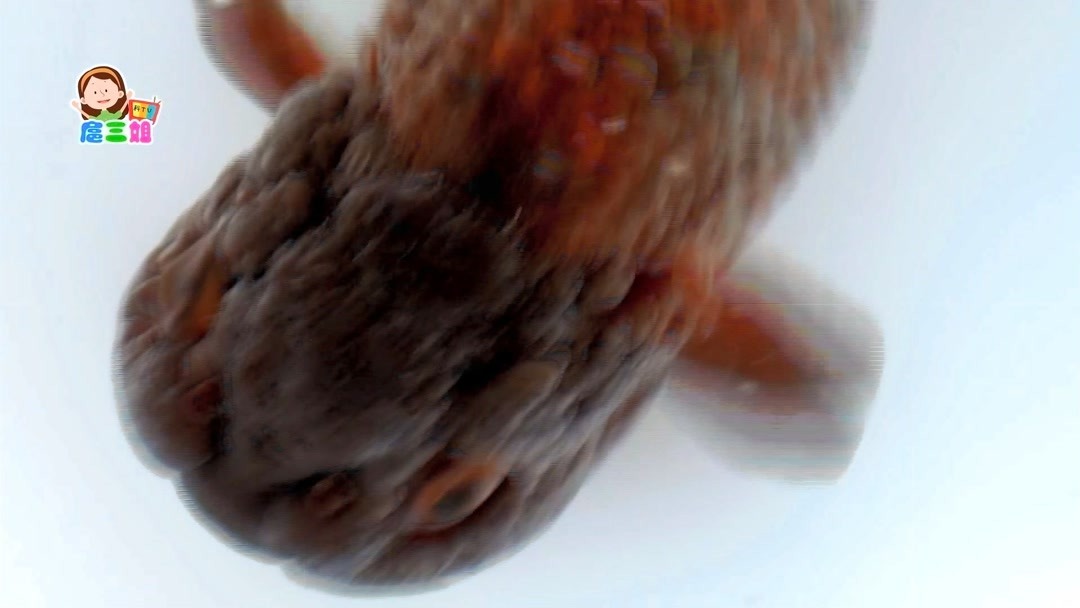 美丽的金鱼有一百多个品种,你认识几个?——紫虎头