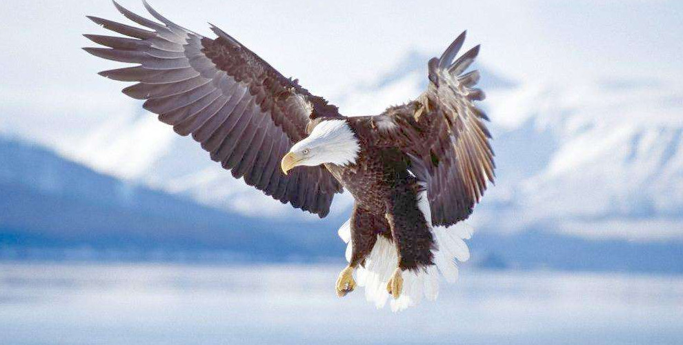 鵩鸟入室,贾谊心中难以抹去的阴影