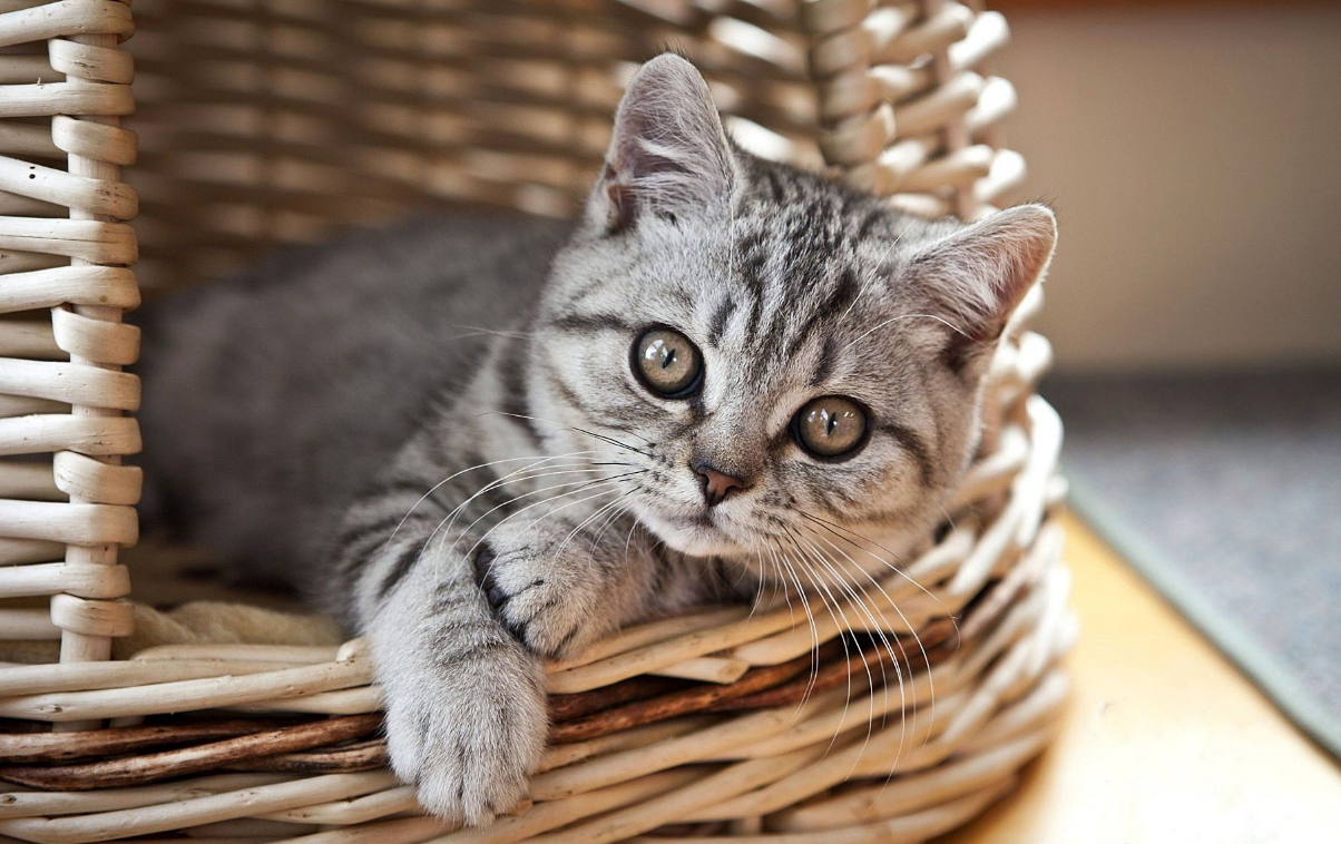 宝贝猫咪生病了怎么办?别慌,针对性照料很重要!