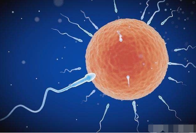 受精卵放到别人子宫里发育是谁的孩子"斯文扫地"-第1张图片-星空博客