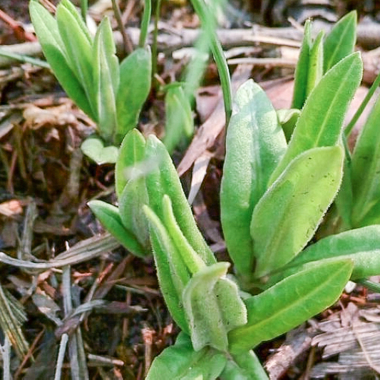 东北野菜鸭子嘴图片