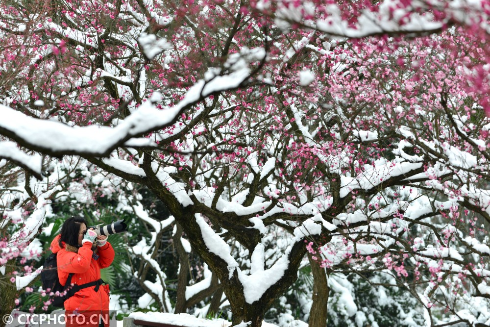 江苏南京:踏雪赏梅度新春