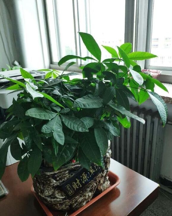 像是有很多人会在家里的客厅养上一些盆栽,来旺财增寿.