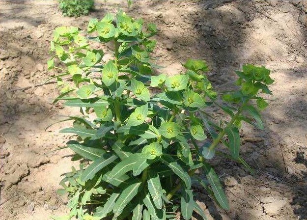 田埂上的野草,人称"肿手花",根茎却是消肿良药,一斤卖25元