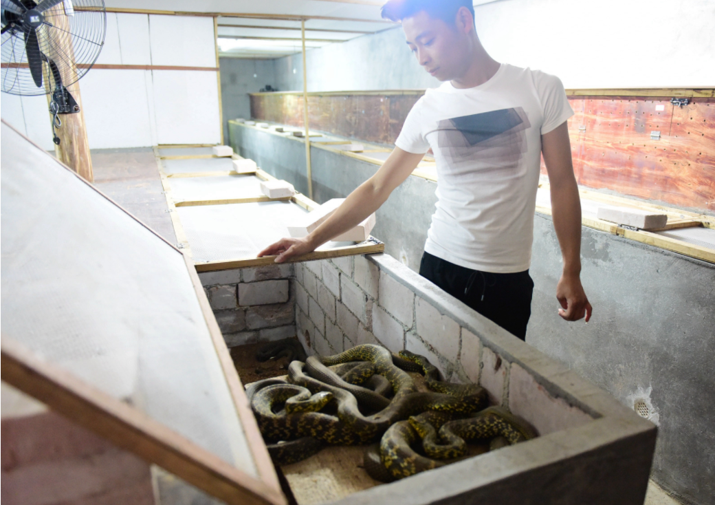 80后小伙养蛇致富,年收入50万,勇气令人称赞!