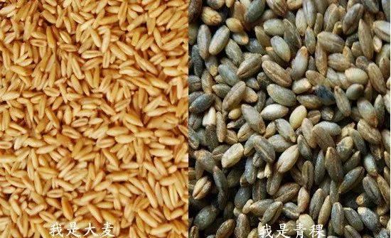 青稞和小麦,您认识吗?