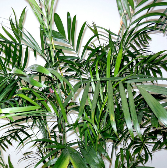 夏威夷椰子的种植和养护方法