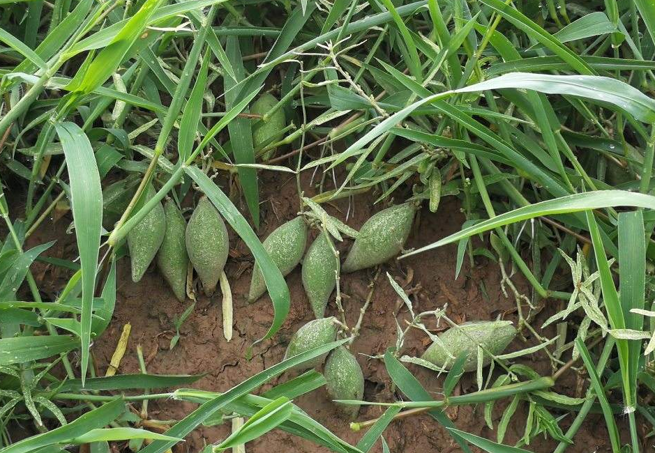 北方农村的"奶果",秋天遍地都是,网友:吃过的"胆儿"真肥