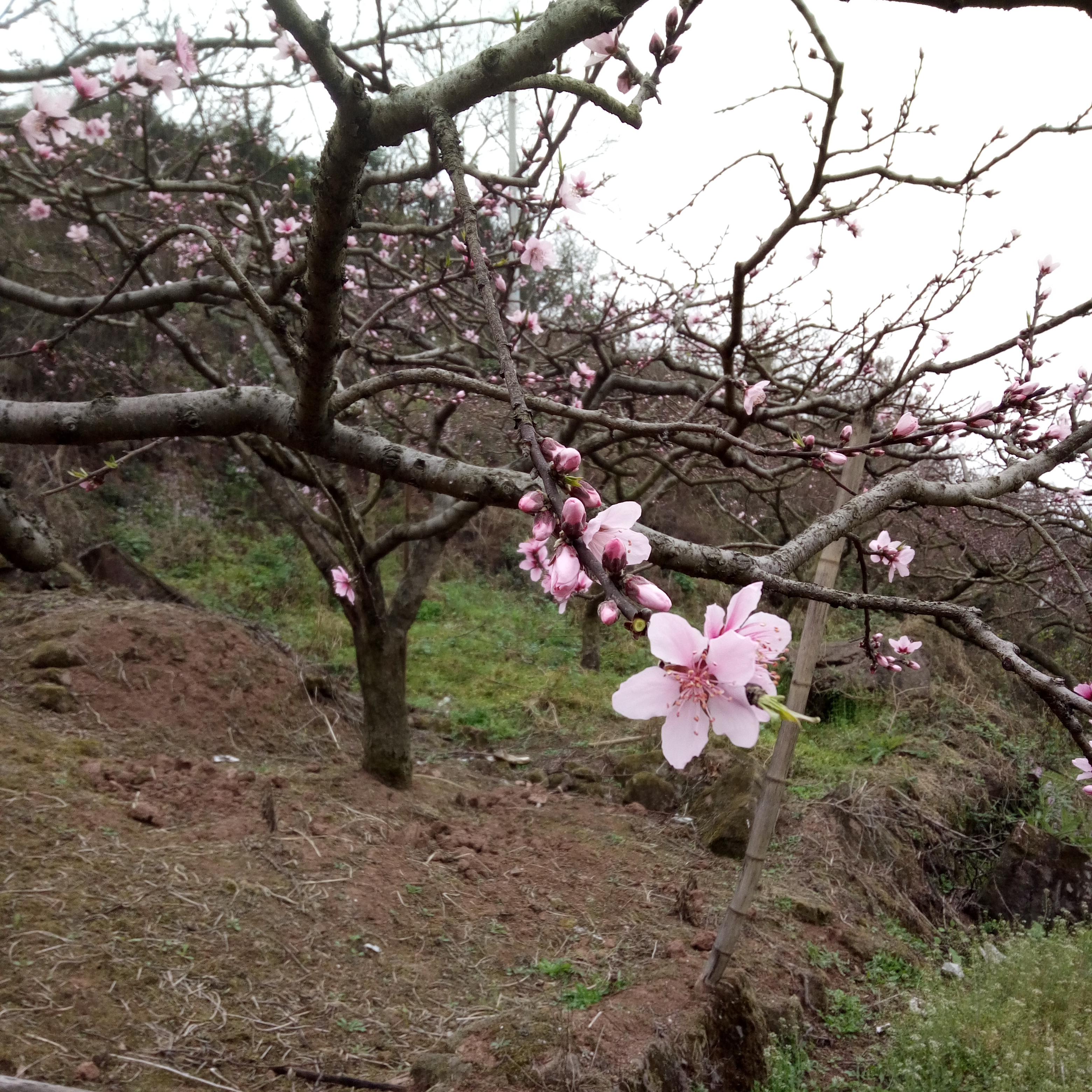 清平调词三首 百度百科