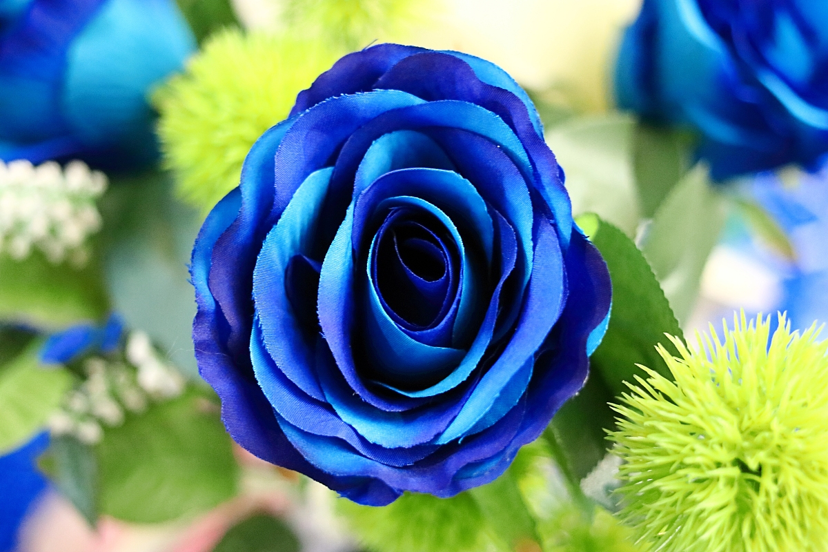 由于培育难度大,世界上已知的蓝色月季品种有限