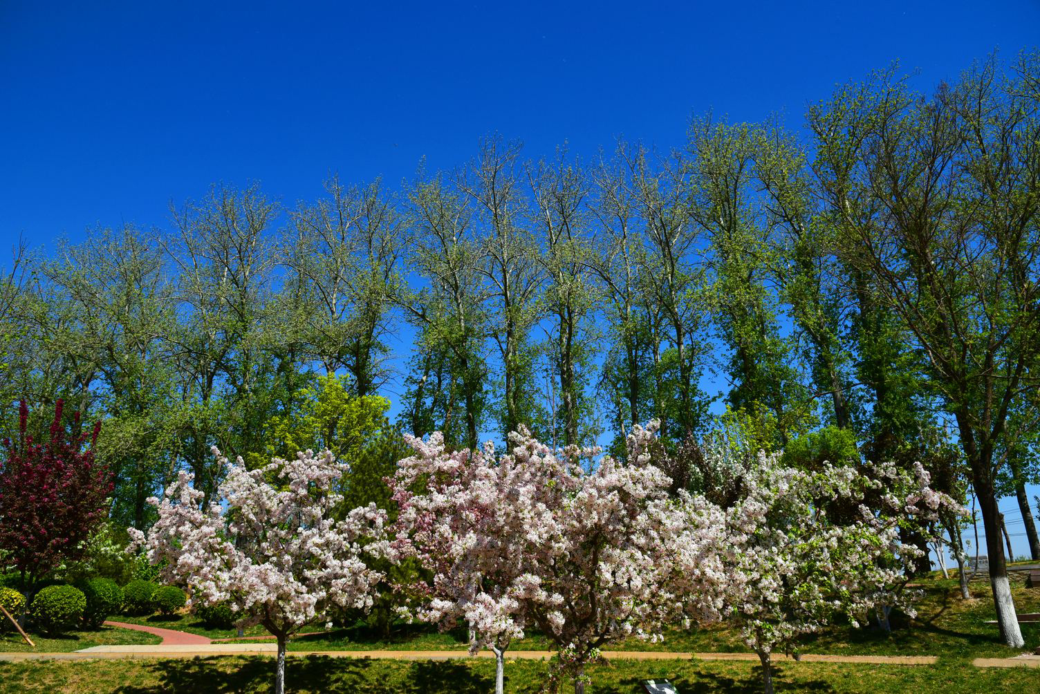 北京运潮减河公园风景实拍