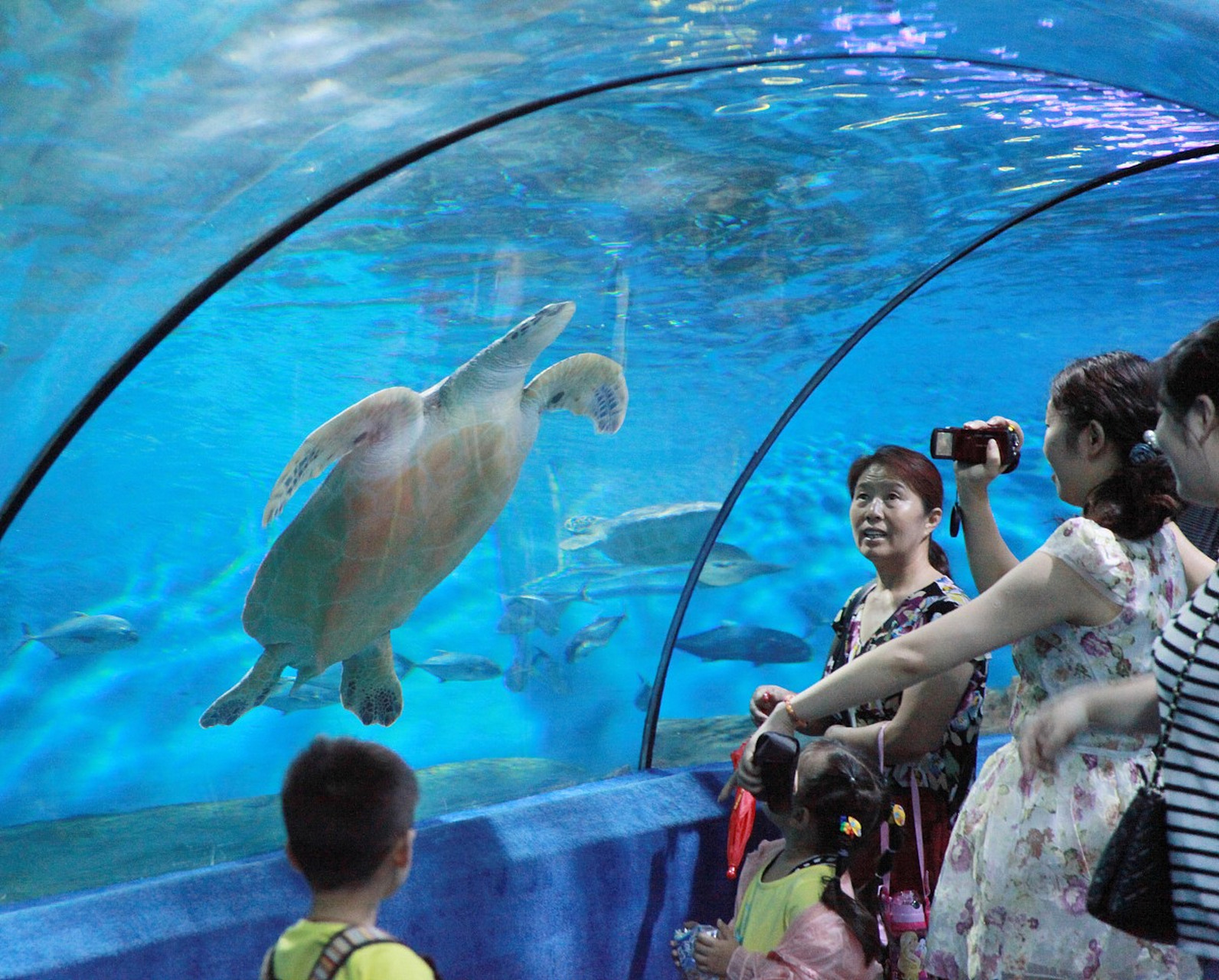 夏日闪光旅行家# 西沙海洋博物馆,犹如一座神秘的海洋宝库,深藏在