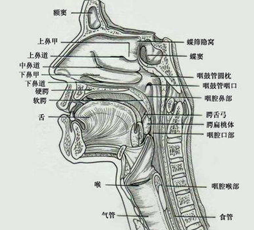 咽腔共鸣示意图图片