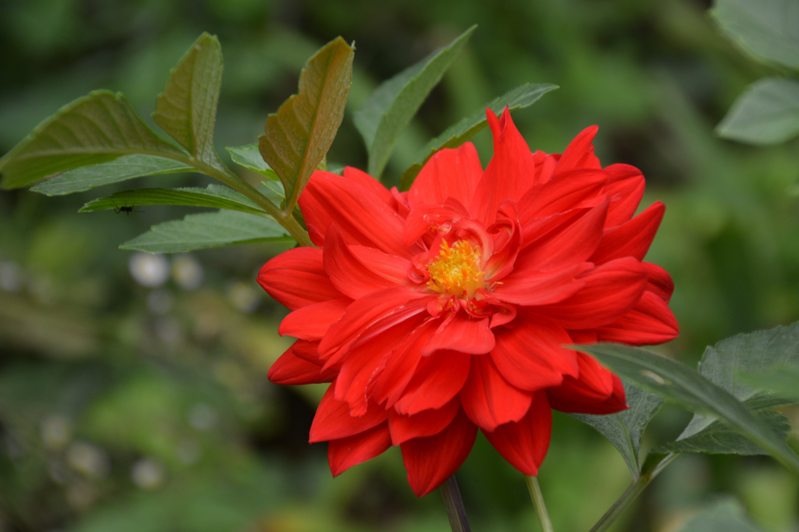 大丽花