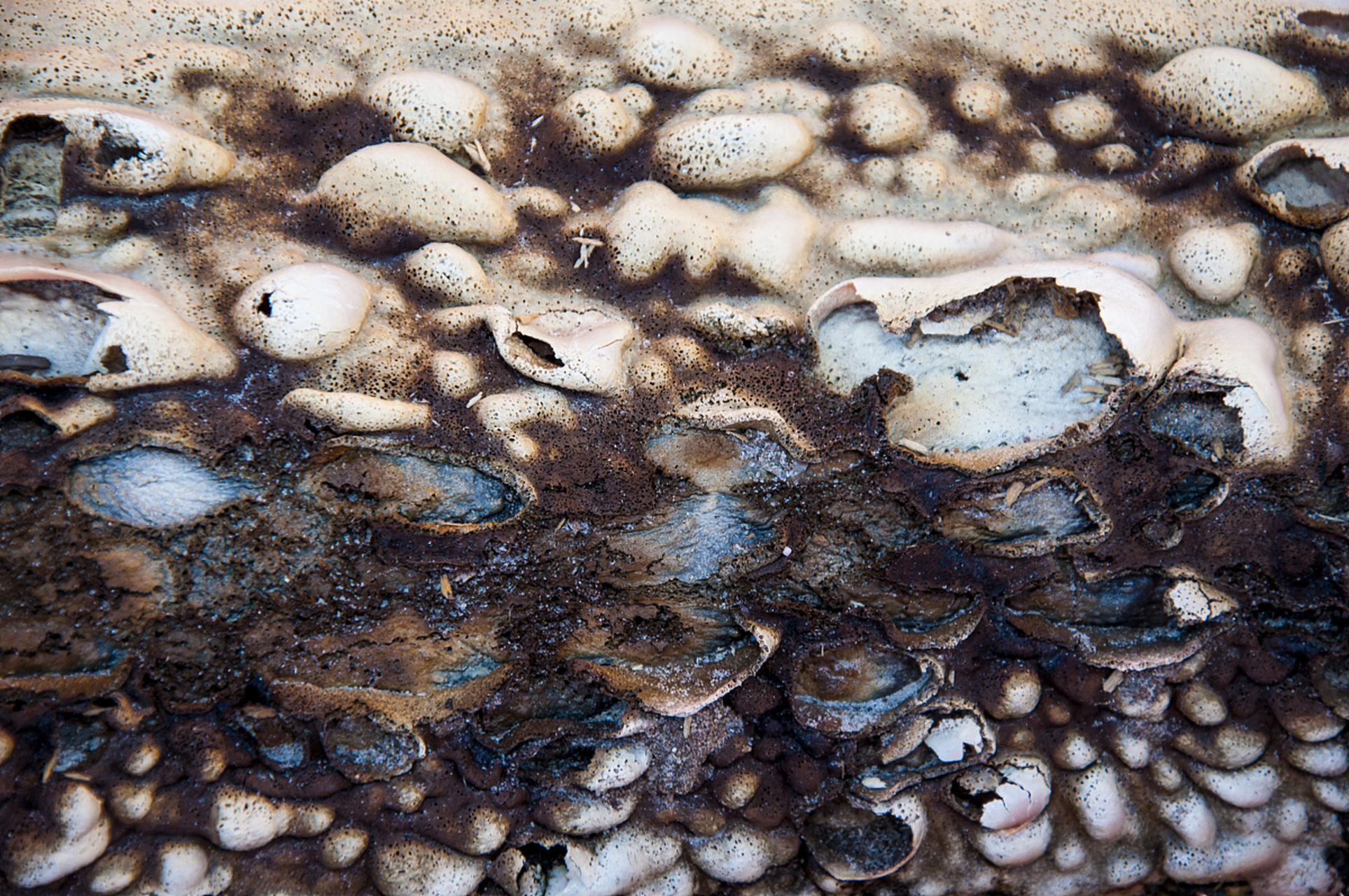 壁虎卵通常产在隐蔽,干燥,阴暗的地方,如墙壁,地面,树干等,以保护卵并