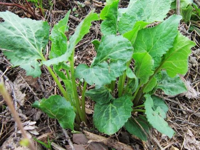 这种野菜在东北地位特殊,人称大耳毛,基本每个家庭都会备点