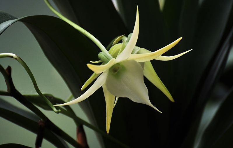 风兰品种介绍:大彗星风兰花型与生长环境详细介绍