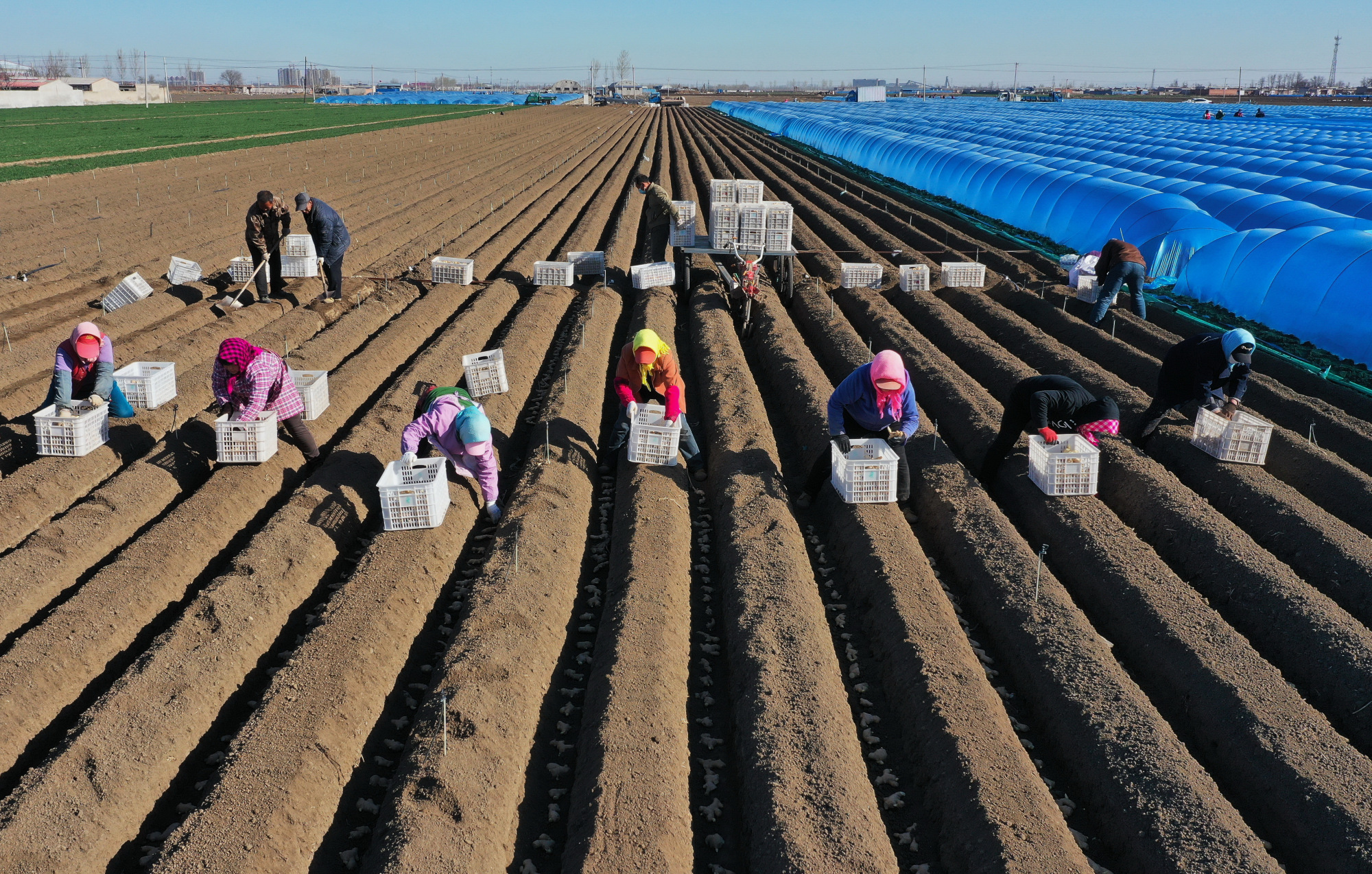 河北唐山:抢农时 种生姜