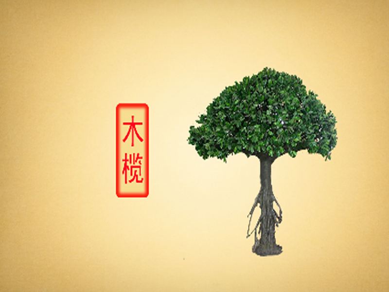 木榄:红树科木榄属植物,乔木或灌木,大自然,环球自然,好看视频