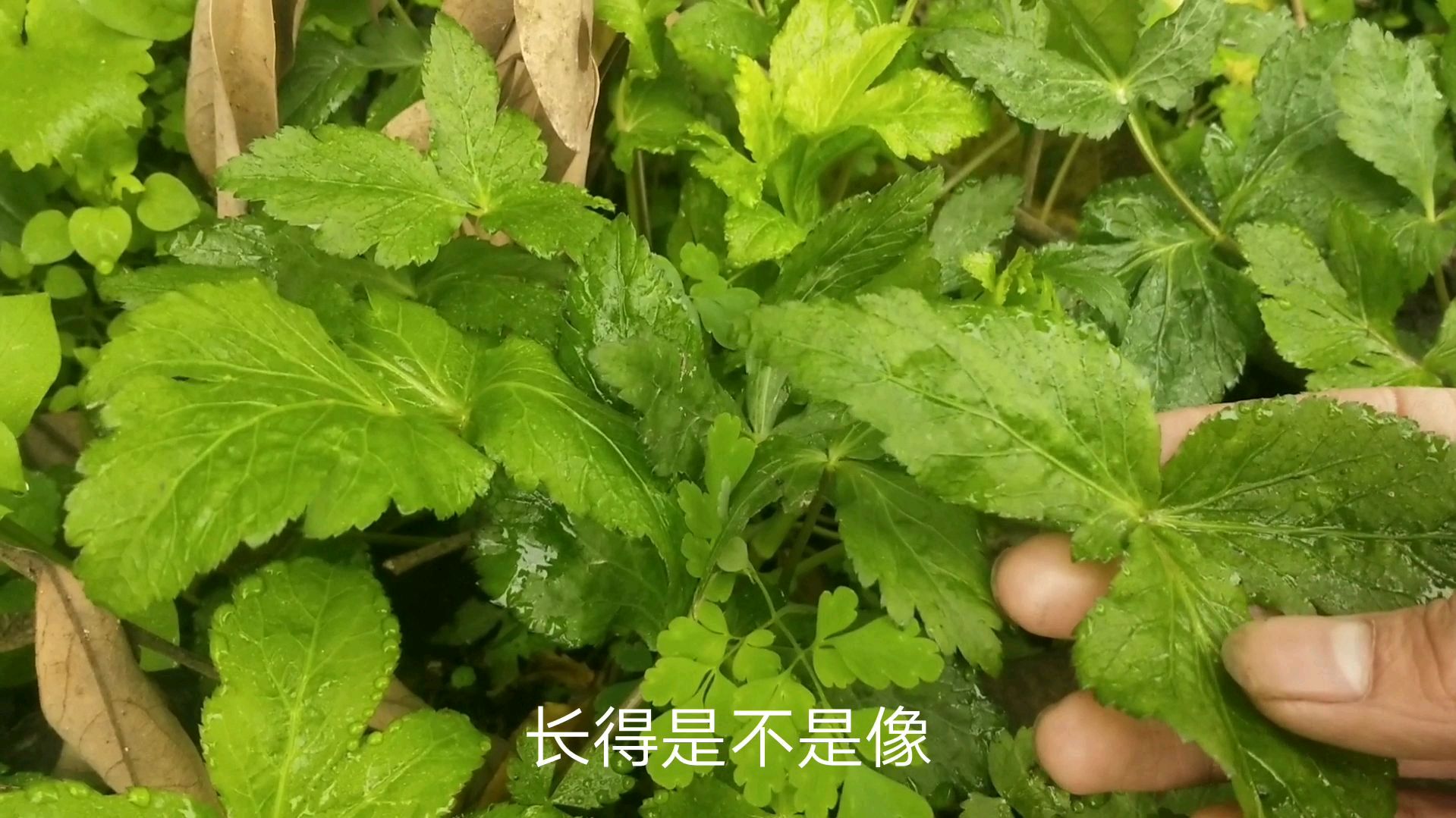农村有种药食兼用的野菜非常香,它叫鸭儿芹,大家认识吗?
