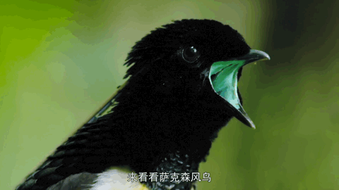 但还是有个大名的——黑镰嘴风鸟