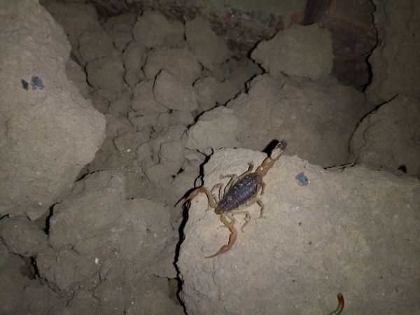 蝎子养殖大棚养蝎子技术技巧