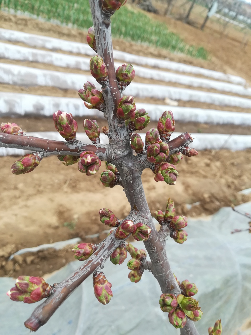 樱桃好吃树难栽,快听烟台福山樱桃小哥怎么说?文末有福利,快戳