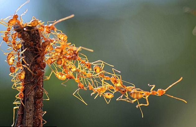 蚂蚁历史悠久,数量庞大,社会分工明确,繁殖后代能力厉害了
