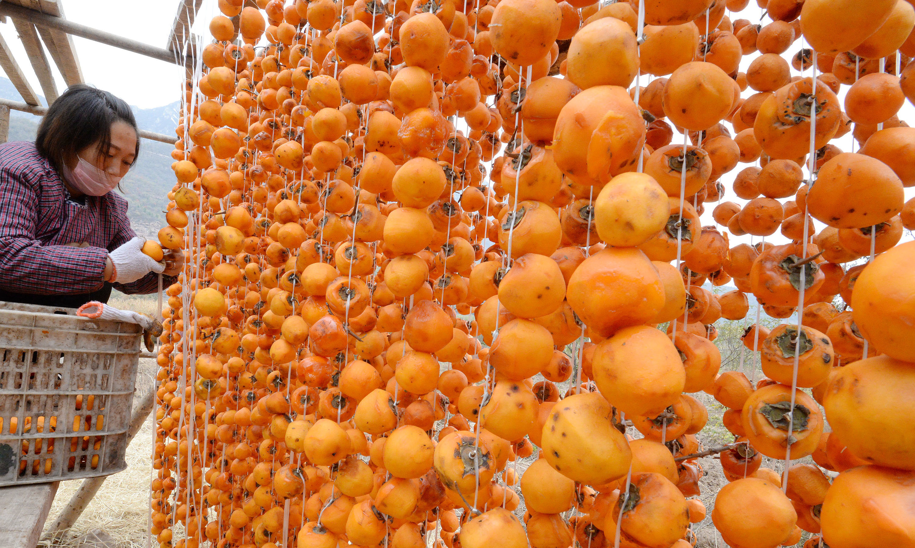 河北省邯郸市涉县辽城乡刘家庄村村民将柿子削皮(无人机拍摄).