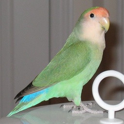 蓝小鹦知识免费科普,看一看你了解多少?