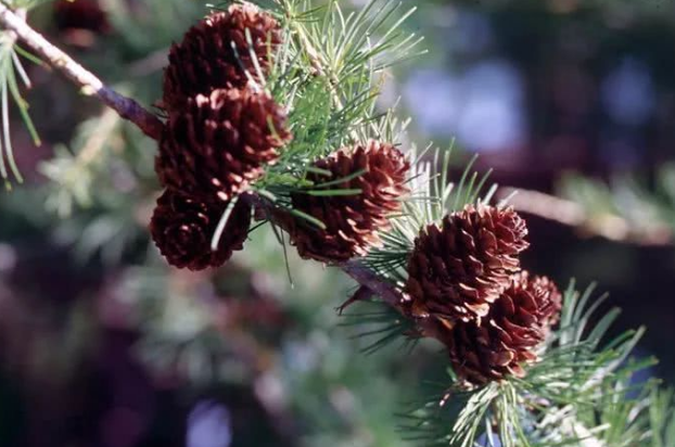 新疆的这种松树,冬天会掉叶子,来看看是什么