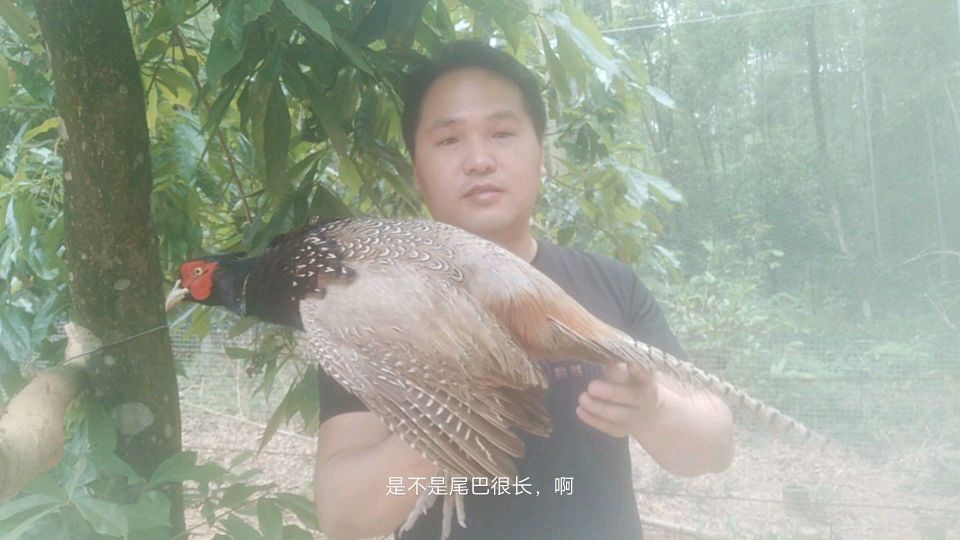 新手养殖野鸡如何让羽毛漂亮尾巴长,有2个好办法,听下哪个更好