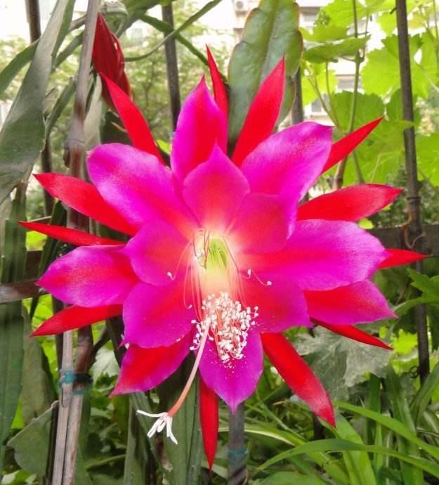 令箭荷花开花多!一次开花"上百朵",注意这几点,养出小花海!