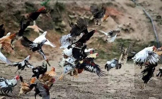 鹊山鸡跟原鸡几代后的茶花鸡差不多,都还很会飞,喜欢上树,体形比茶花