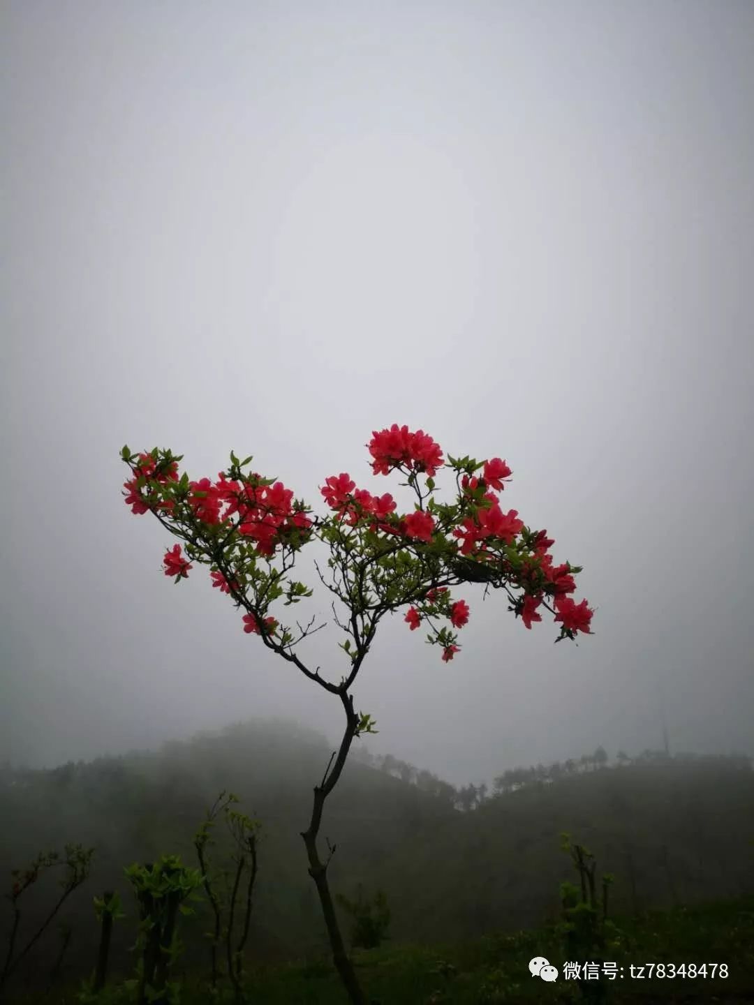 天台大雷山,漫山遍野的映山红,美翻了!