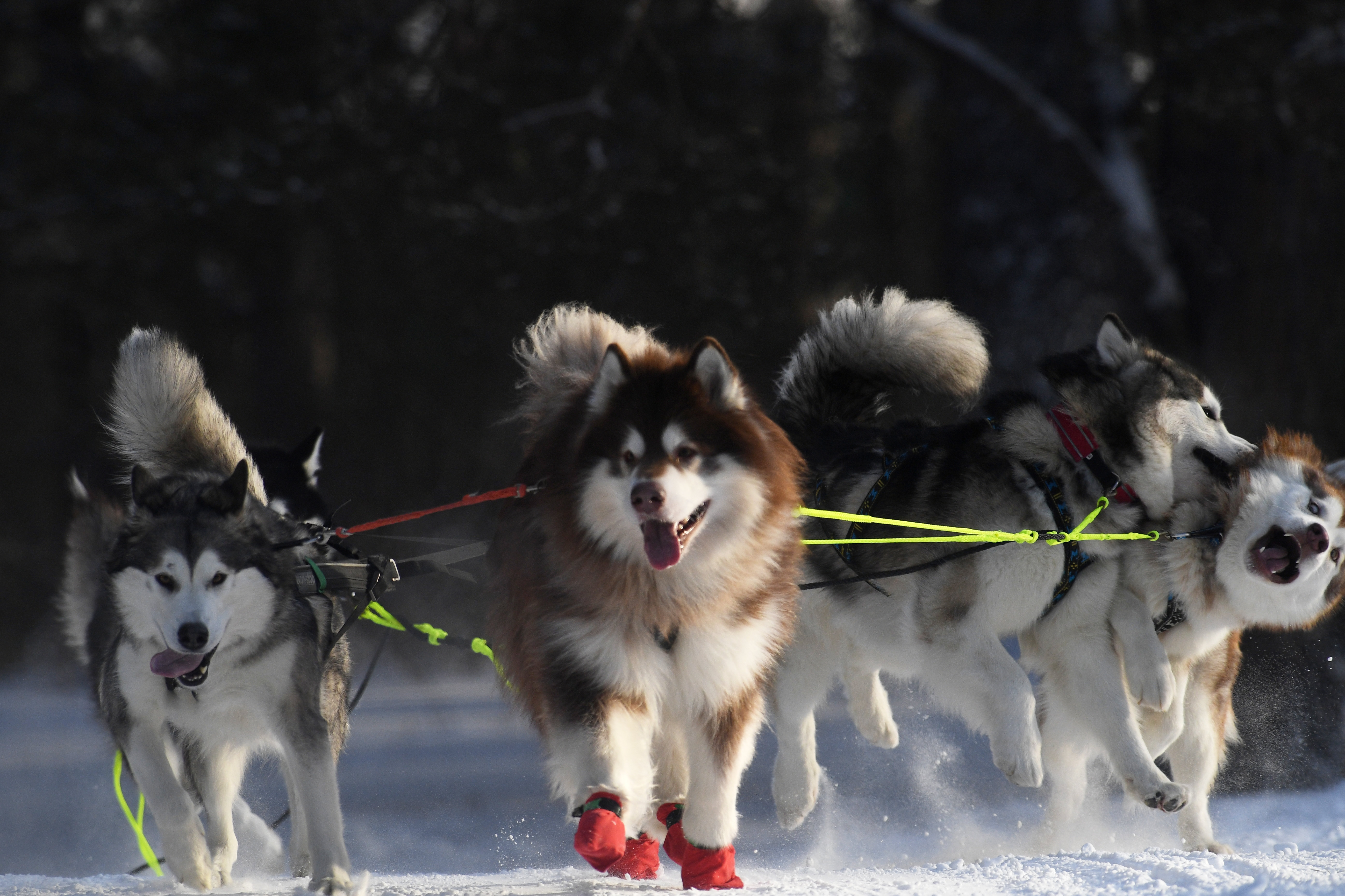 俄罗斯新西伯利亚州举行狗拉雪橇锦标赛