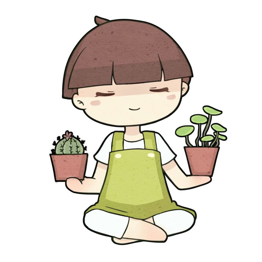 火遍大江南北的北美冬青买树还是买枝买树最划算